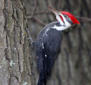 woodpeckers