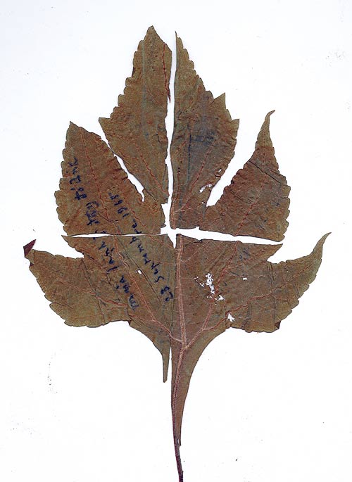 La ep co chư TCS gui Dao Anh